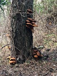 Gymnopilus ventricosus image