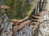 Image of Phellinus conchatus