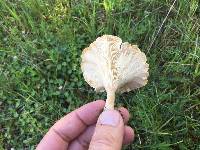 Clitocybe rivulosa image