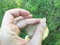 Clitocybe rivulosa image