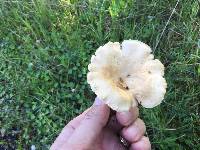 Clitocybe rivulosa image