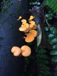 Favolaschia calocera image