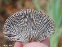 Schizophyllum commune image