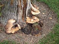 Polyporus squamosus image