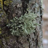 Ramalina complanata image