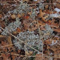 Cladonia rangiferina image