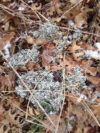 Cladonia rangiferina image