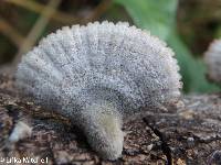 Schizophyllum commune image