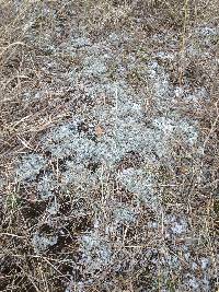 Cladonia rangiferina image