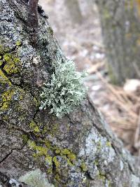 Ramalina complanata image