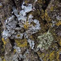 Ramalina complanata image