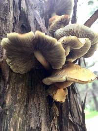 Hypholoma fasciculare image