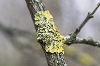 Xanthoria parietina var. parietina image