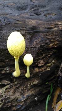 Leucocoprinus birnbaumii image