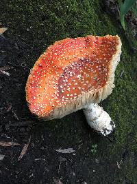 Amanita muscaria image