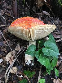 Amanita muscaria image