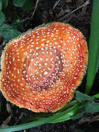 Amanita muscaria image