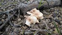 Lentinus tigrinus image