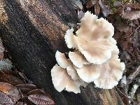 Pleurotus ostreatus image