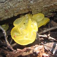 Tremella mesenterica image