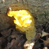 Tremella mesenterica image