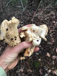 Cantharellus subalbidus image