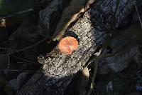 Pycnoporus sanguineus image