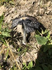 Coprinus comatus image