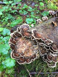 Trametes versicolor image
