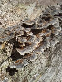 Trametes versicolor image