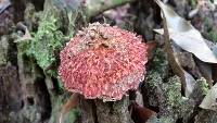 Boletellus emodensis image