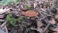 Image of Boletellus emodensis