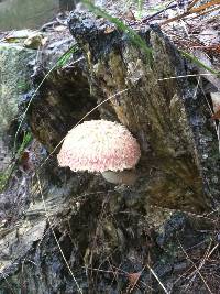 Boletellus emodensis image