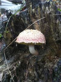 Boletellus emodensis image