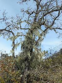 Ramalina menziesii image