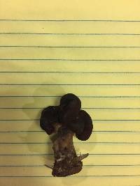 Gyromitra esculenta image