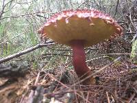 Boletellus emodensis image