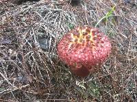 Boletellus emodensis image