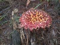 Boletellus emodensis image