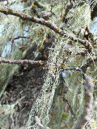 Ramalina menziesii image