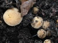 Coprinellus micaceus image