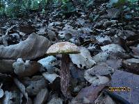 Boletellus russellii image