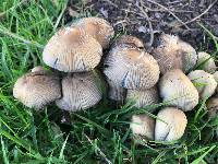 Coprinellus micaceus image