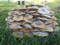 Armillaria mellea image