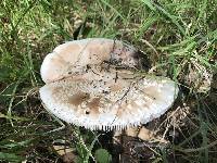 Amanita novinupta image