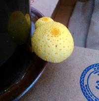 Leucocoprinus birnbaumii image