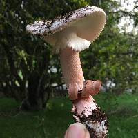 Amanita novinupta image