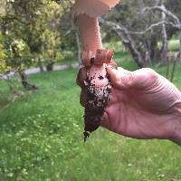 Amanita novinupta image