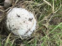 Amanita novinupta image