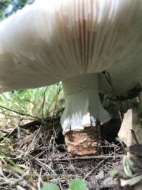 Amanita novinupta image